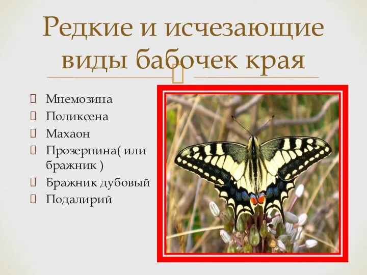 Редкие и исчезающие виды бабочек края Мнемозина Поликсена Махаон Прозерпина( или бражник ) Бражник дубовый Подалирий