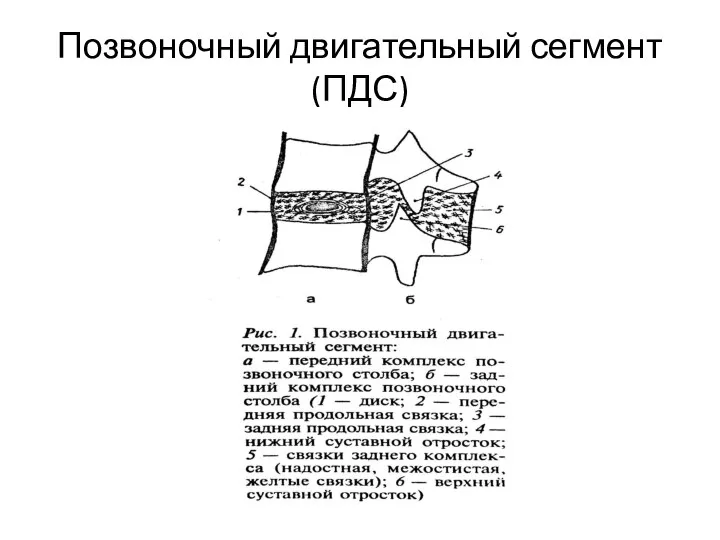 Позвоночный двигательный сегмент (ПДС)