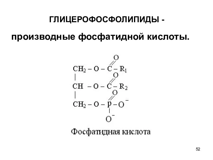 ГЛИЦЕРОФОСФОЛИПИДЫ - производные фосфатидной кислоты.
