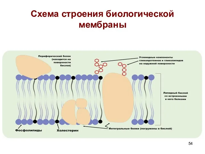 Схема строения биологической мембраны