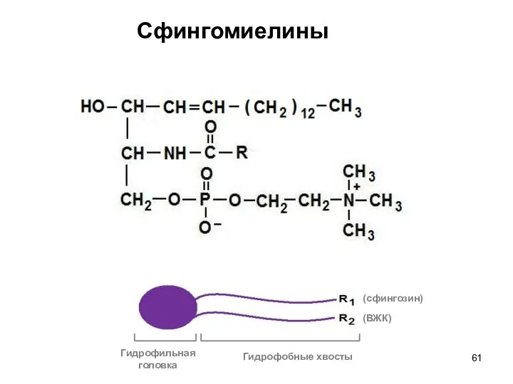 Сфингомиелины