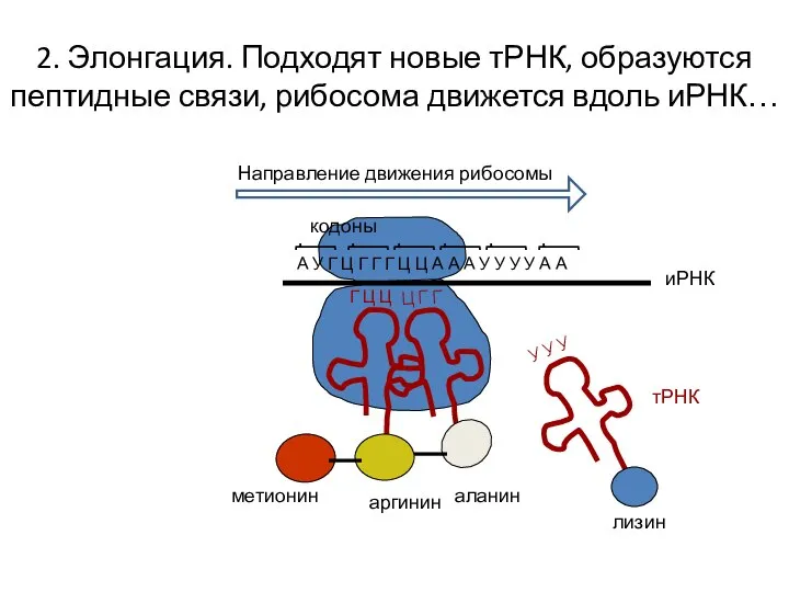 2. Элонгация. Подходят новые тРНК, образуются пептидные связи, рибосома движется вдоль иРНК…