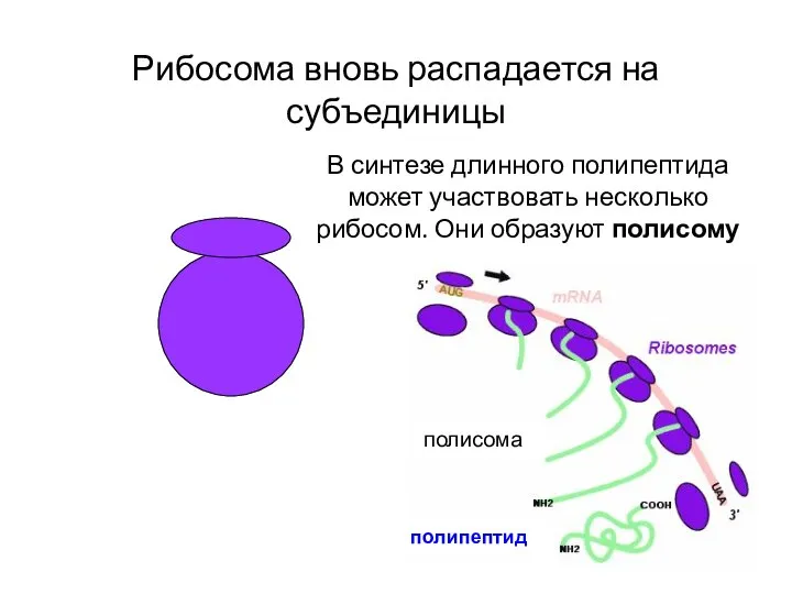 Рибосома вновь распадается на субъединицы В синтезе длинного полипептида может участвовать несколько