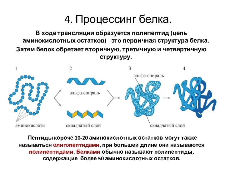 4. Процессинг белка. В ходе трансляции образуется полипептид (цепь аминокислотных остатков) -