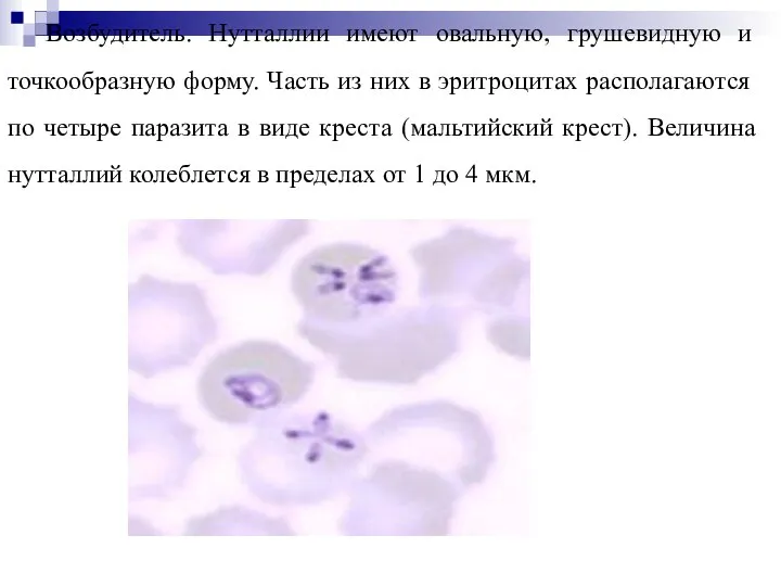 Возбудитель. Нутталлии имеют овальную, грушевидную и точкообразную форму. Часть из них в