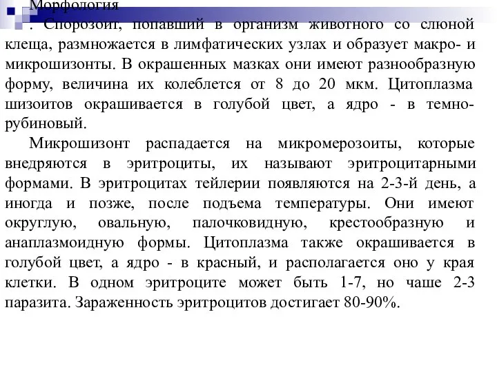 Морфология . Спорозоит, попавший в организм животного со слюной клеща, размножается в