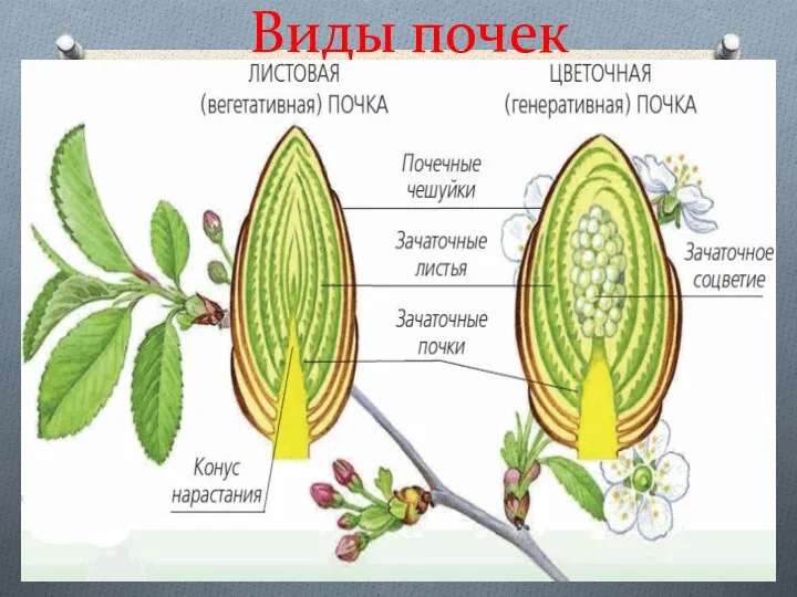 Виды почек