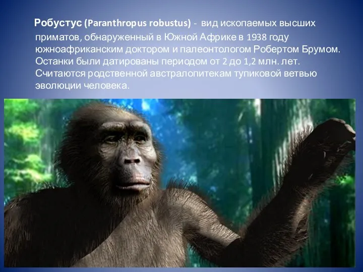 Робустус (Paranthropus robustus) - вид ископаемых высших приматов, обнаруженный в Южной Африке