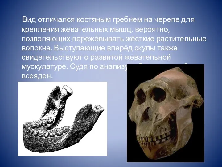 Вид отличался костяным гребнем на черепе для крепления жевательных мышц, вероятно, позволяющих