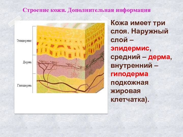 Кожа имеет три слоя. Наружный слой – эпидермис, средний – дерма, внутренний