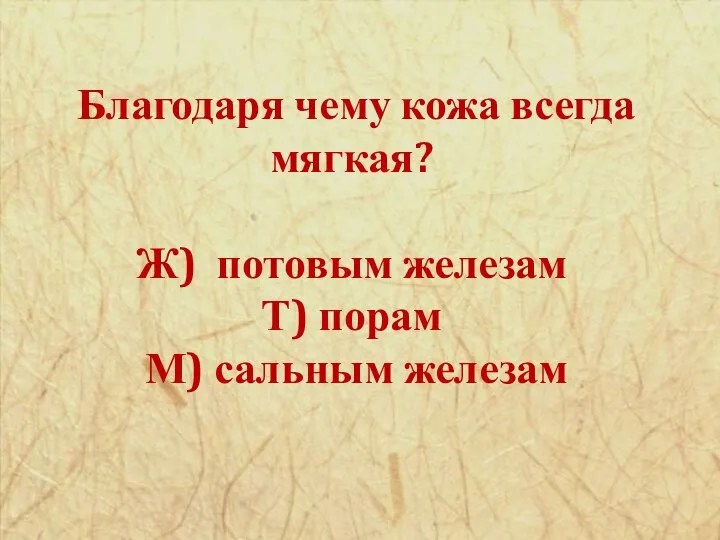 Благодаря чему кожа всегда мягкая? Ж) потовым железам Т) порам М) сальным железам