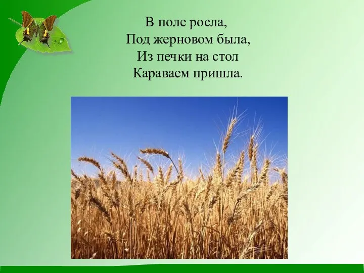 В поле росла, Под жерновом была, Из печки на стол Караваем пришла.