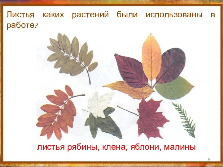 Листья каких растений были использованы в работе? листья рябины, клена, яблони, малины