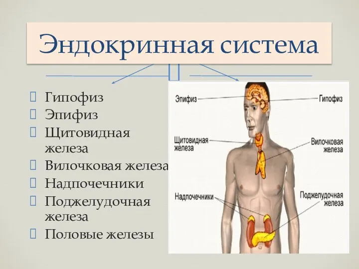 Эндокринная система Гипофиз Эпифиз Щитовидная железа Вилочковая железа Надпочечники Поджелудочная железа Половые железы