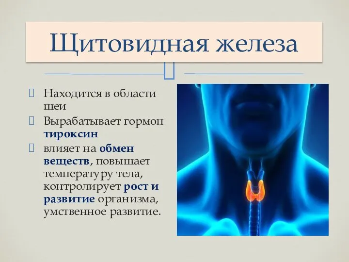 Щитовидная железа Находится в области шеи Вырабатывает гормон тироксин влияет на обмен
