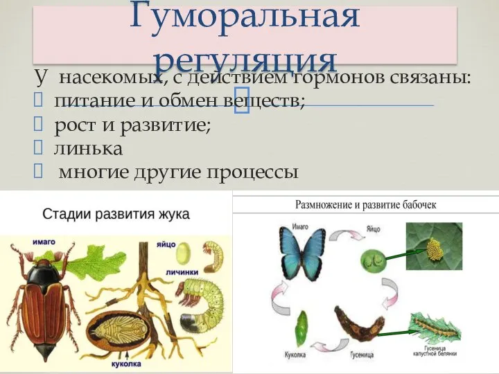 Гуморальная регуляция У насекомых, с действием гормонов связаны: питание и обмен веществ;