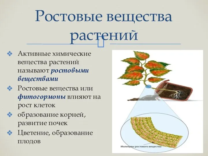 Ростовые вещества растений Активные химические вещества растений называют ростовыми веществами Ростовые вещества