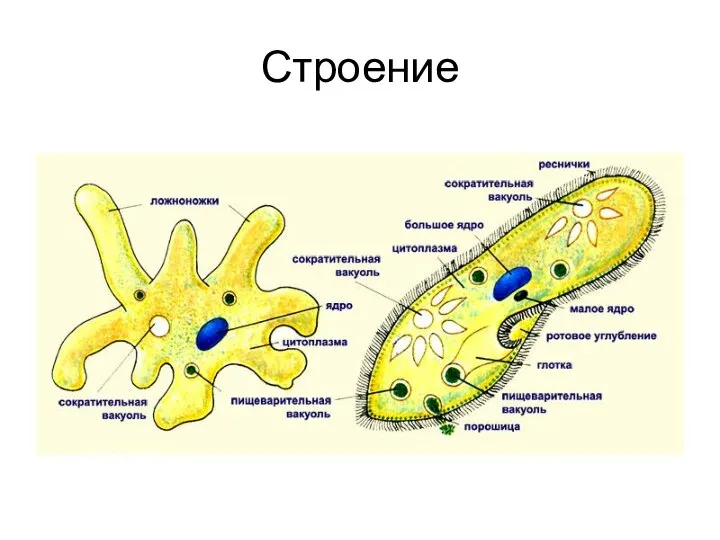 Строение