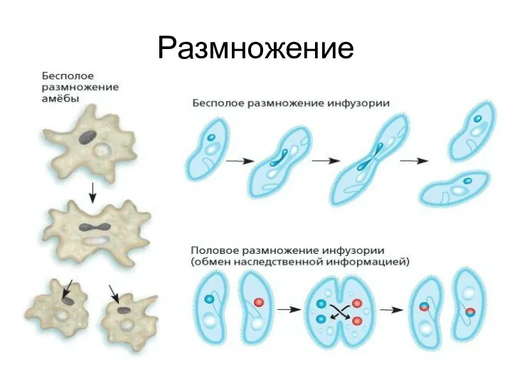 Размножение