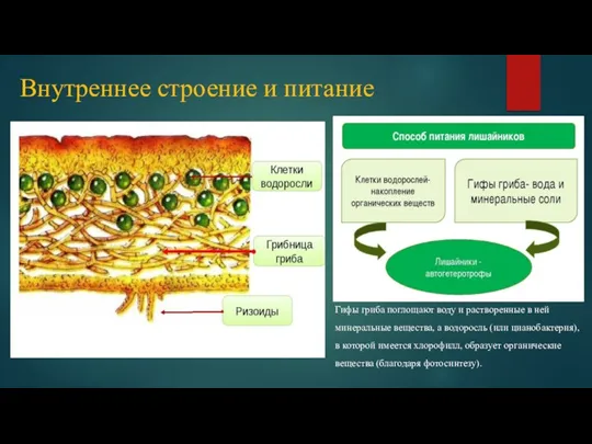 Внутреннее строение и питание Гифы гриба поглощают воду и растворенные в ней