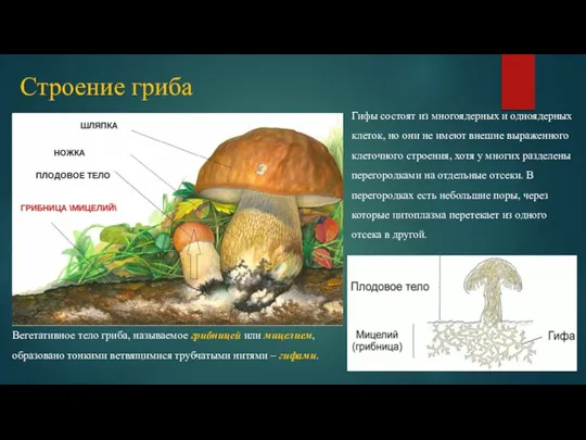 Строение гриба Вегетативное тело гриба, называемое грибницей или мицелием, образовано тонкими ветвящимися