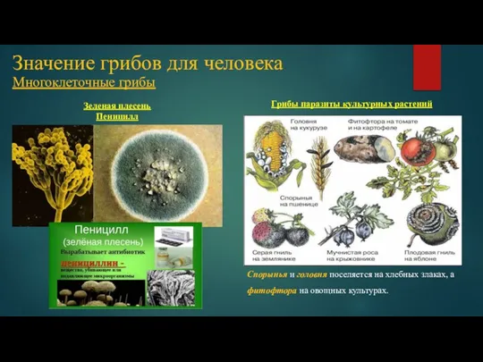 Значение грибов для человека Многоклеточные грибы Зеленая плесень Пеницилл Грибы паразиты культурных