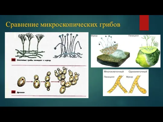 Сравнение микроскопических грибов