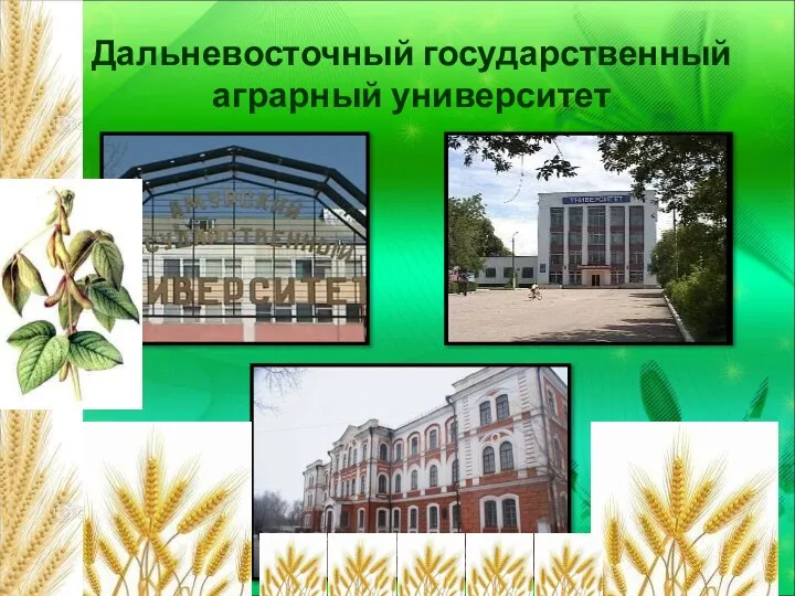 Дальневосточный государственный аграрный университет