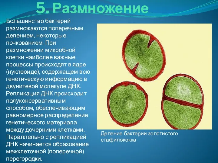 5. Размножение Большинство бактерий размножаются поперечным делением, некоторые почкованием. При размножении микробной
