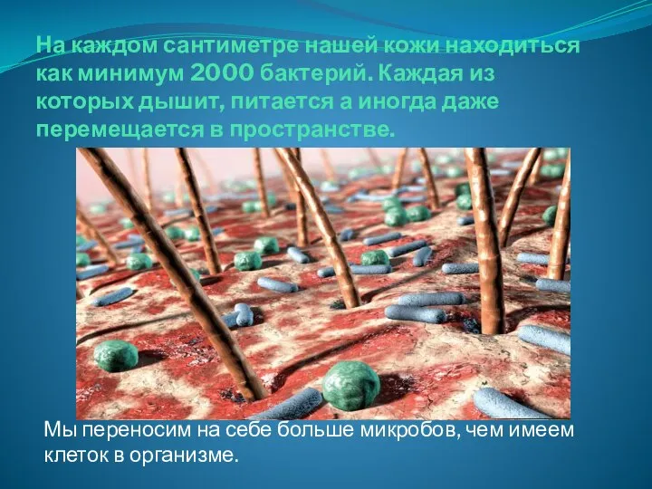 На каждом сантиметре нашей кожи находиться как минимум 2000 бактерий. Каждая из