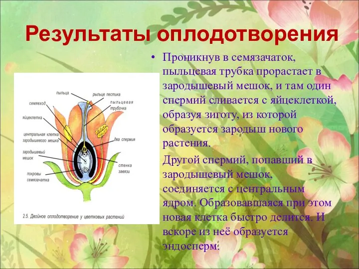 Проникнув в семязачаток, пыльцевая трубка прорастает в зародышевый мешок, и там один