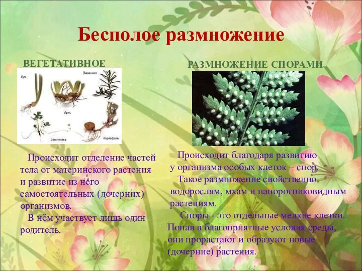 Бесполое размножение РАЗМНОЖЕНИЕ СПОРАМИ ВЕГЕТАТИВНОЕ Происходит отделение частей тела от материнского растения