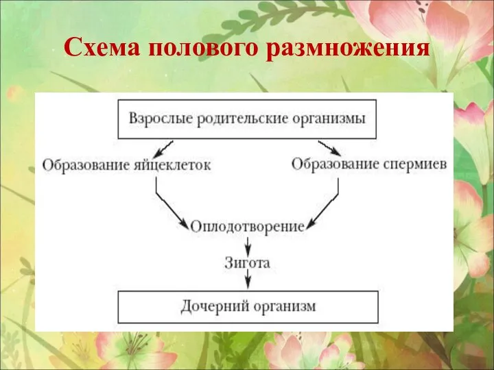 Схема полового размножения