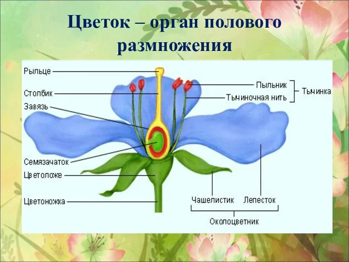 Цветок – орган полового размножения