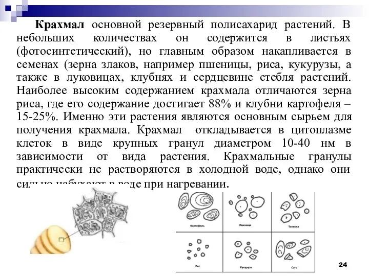 Крахмал основной резервный полисахарид растений. В небольших количествах он содержится в листьях