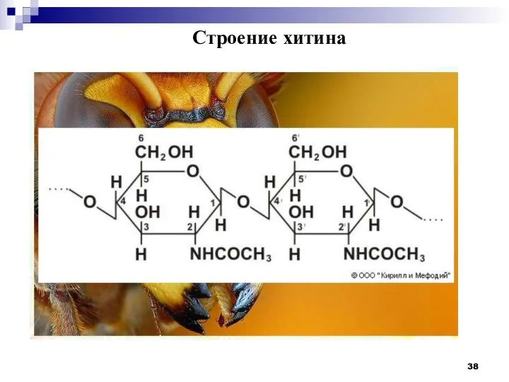 Строение хитина