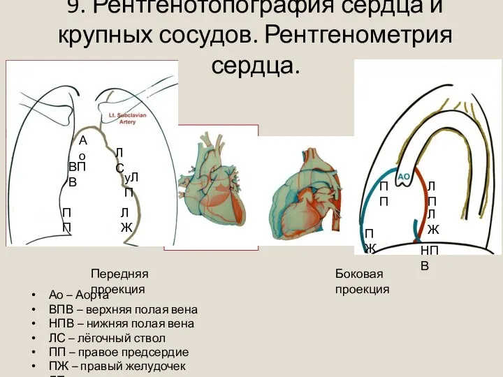 9. Рентгенотопография сердца и крупных сосудов. Рентгенометрия сердца. Ао – Аорта ВПВ