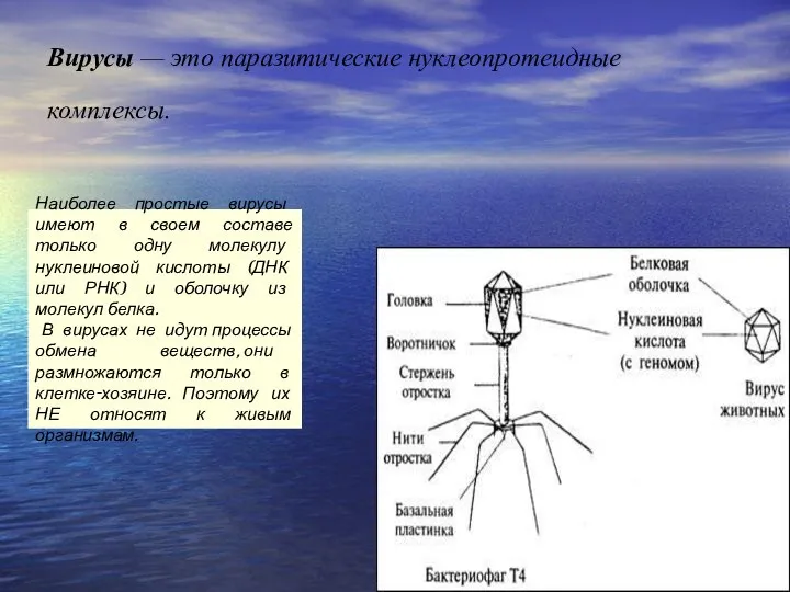 Вирусы — это паразитические нуклеопротеидные комплексы. Наиболее простые вирусы имеют в своем