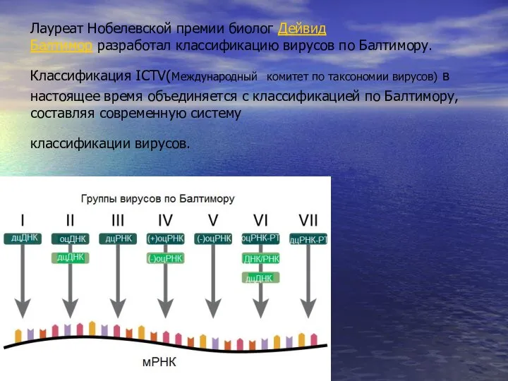 Лауреат Нобелевской премии биолог Дейвид Балтимор разработал классификацию вирусов по Балтимору. Классификация