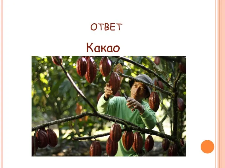 ОТВЕТ Какао