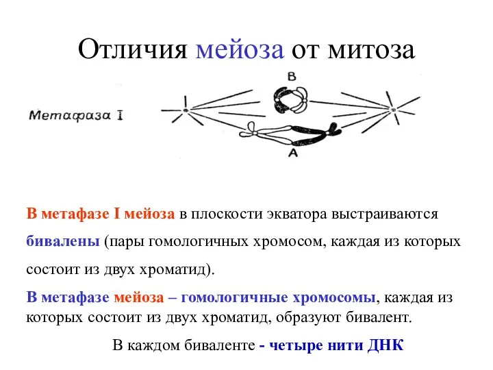 Отличия мейоза от митоза В метафазе I мейоза в плоскости экватора выстраиваются