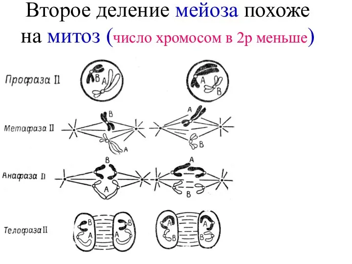 Второе деление мейоза похоже на митоз (число хромосом в 2р меньше)