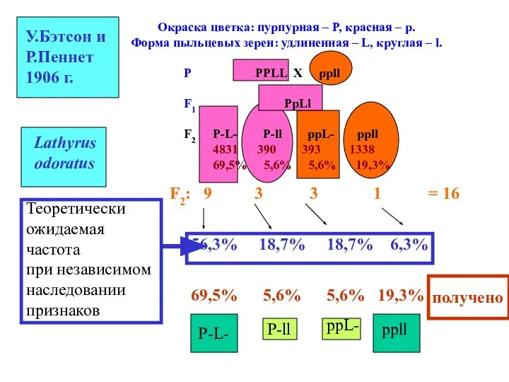 Окраска цветка: пурпурная – P, красная – p. Форма пыльцевых зерен: удлиненная