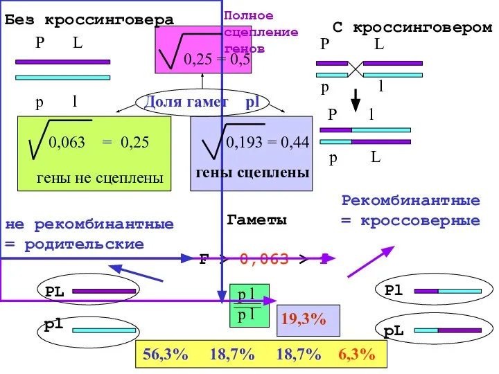 Гаметы Доля гамет pl 19,3% гены не сцеплены гены сцеплены 0,25 = 0,5 Полное сцепление генов