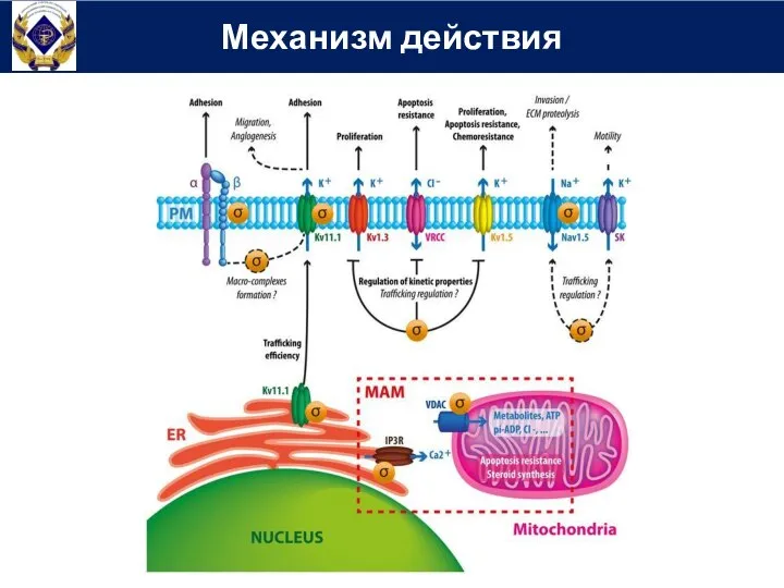 Механизм действия