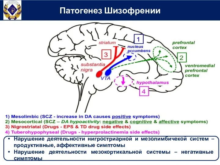 Патогенез Шизофрении Нарушение деятельности нигростриарной и мезолимбичекой систем – продуктивные, аффективные симптомы