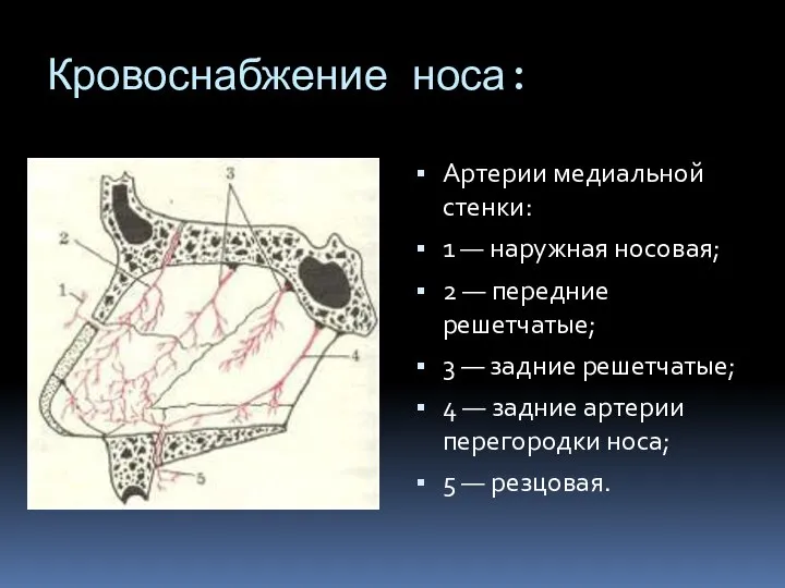 Кровоснабжение носа: Артерии медиальной стенки: 1 — наружная носовая; 2 — передние