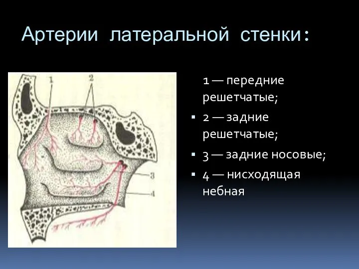 Артерии латеральной стенки: 1 — передние решетчатые; 2 — задние решетчатые; 3