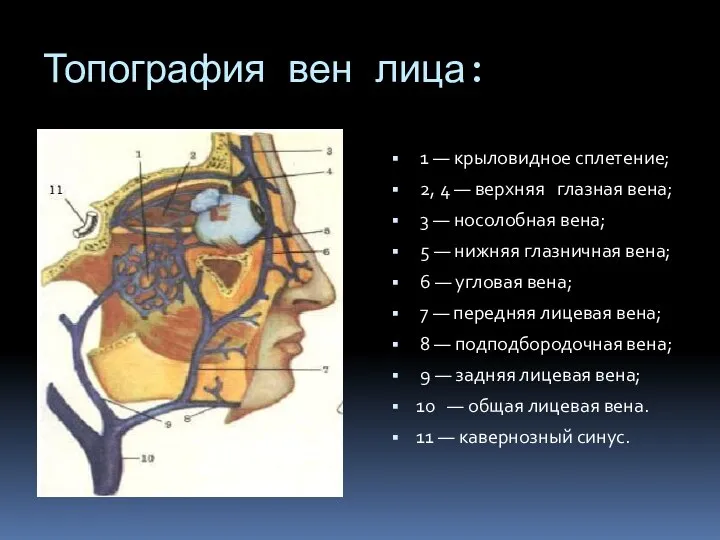 Топография вен лица: 1 — крыловидное сплетение; 2, 4 — верхняя глазная