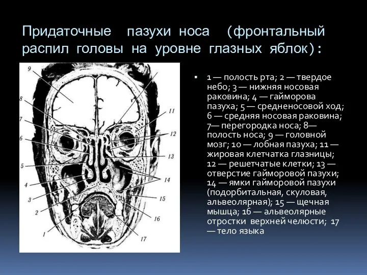 Придаточные пазухи носа (фронтальный распил головы на уровне глазных яблок): 1 —